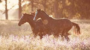 Aroma therapie bij paarden
