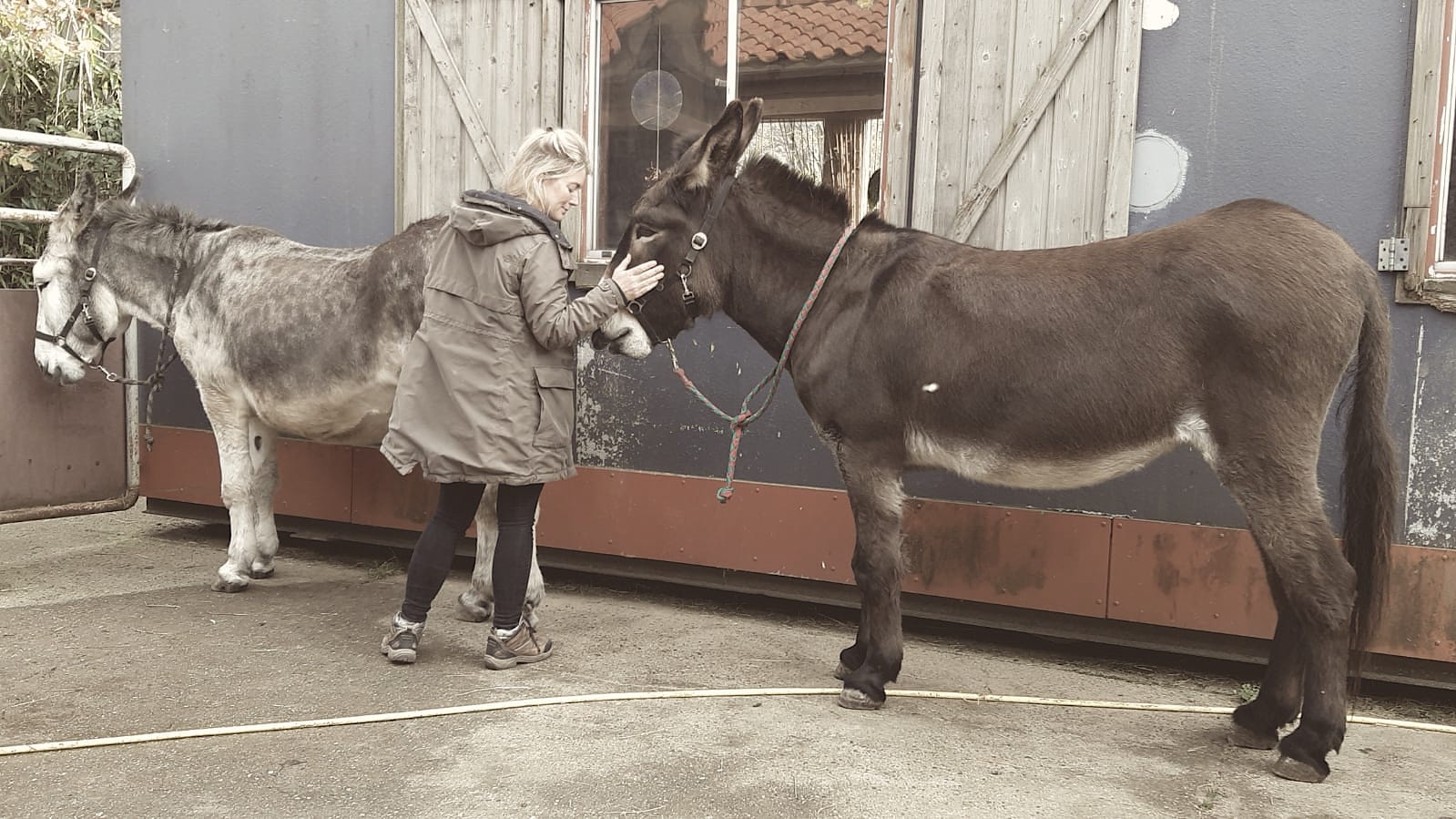 Paarden behandeling holistische therapie