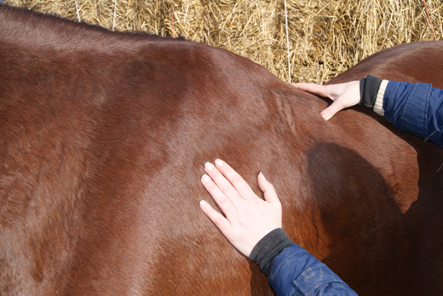 behandeling blokkades accupressuur bij paarden