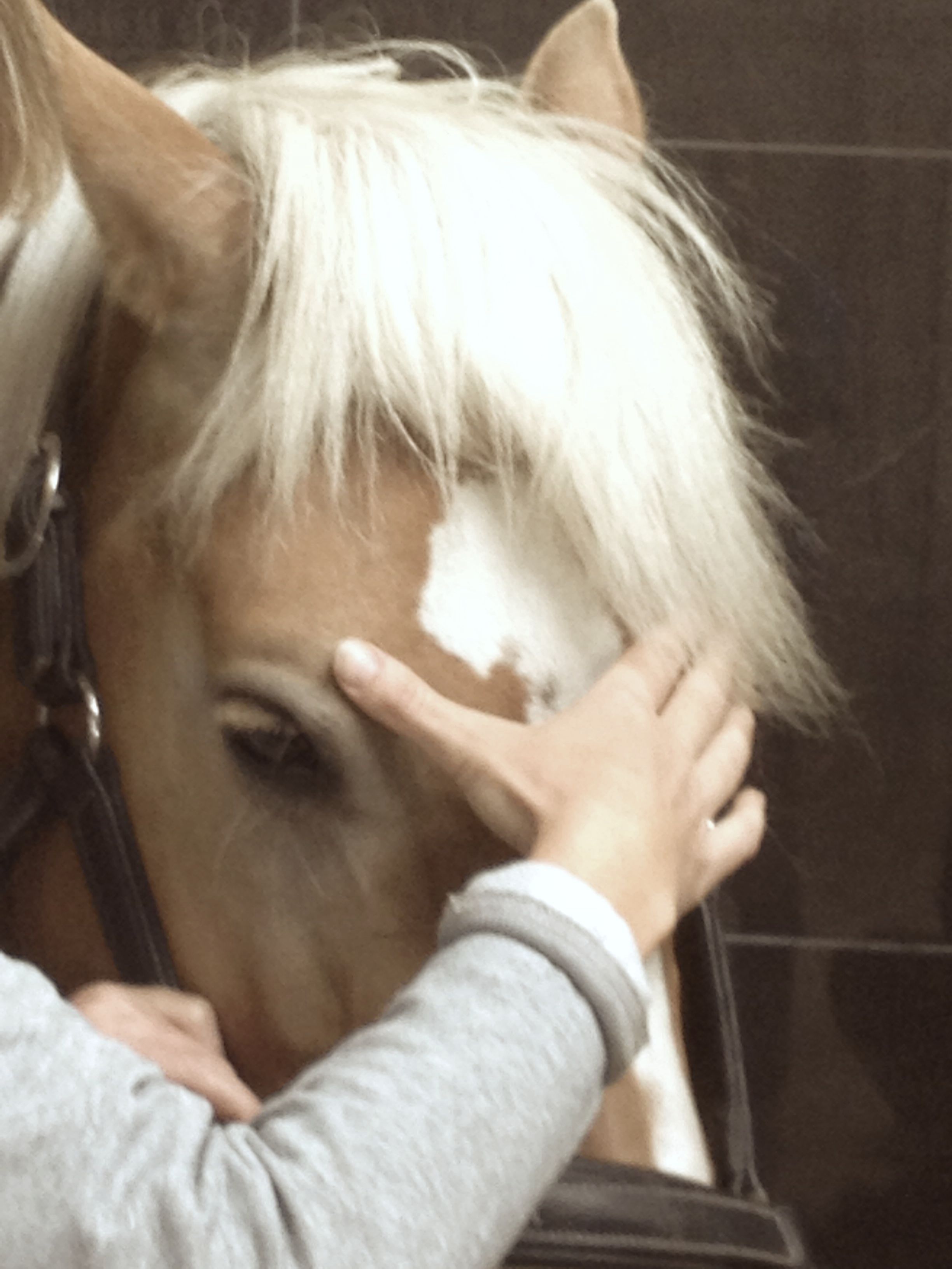 Cranio sacraal therapie bij paarden