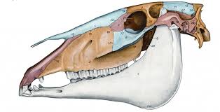 schedel van een paard bestaat uit ongeveer 26 beenderen